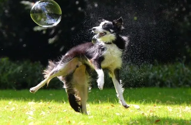 Бордер колли (31) Бордер колли (31)14