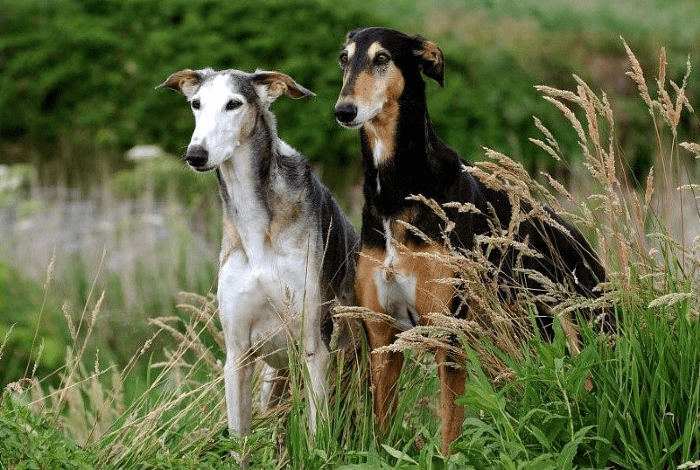 Польская борзая: быстрое и ловкое охотничье соб犬 для дроф2