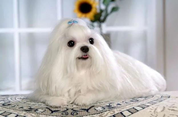 Мальтийская болонка-111