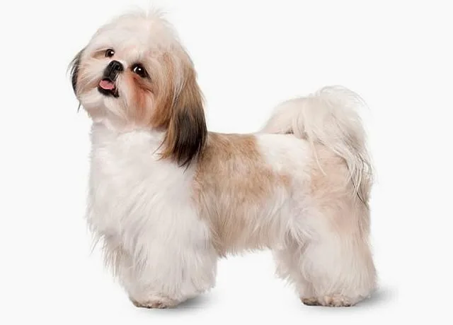 Особенности содержания и характеристика породы ши-тцу: уход, питание и поведение10