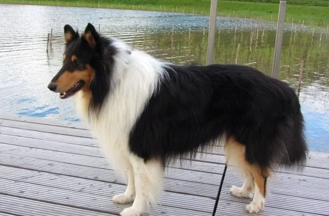 Карликовые колли (шелти) (16)22