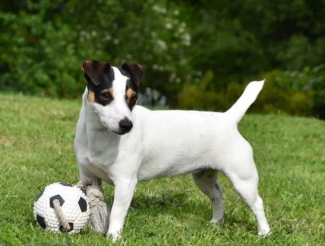 Уход и содержание джек-рассел-терьера: советы и секреты для здоровья и счастья вашего питомца7