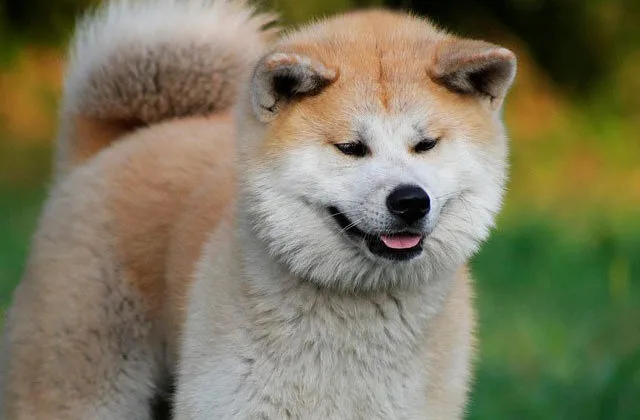 акита-ину-79