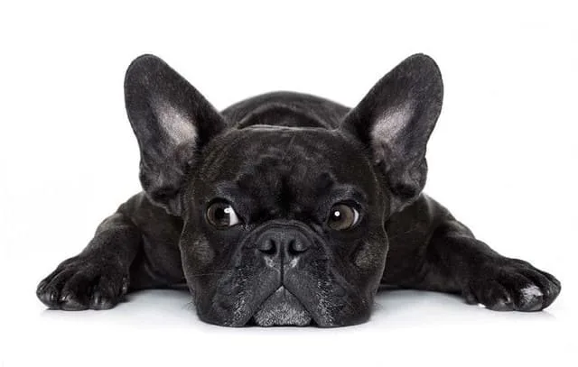 Французский бульдог мини: храпящий щенок с уникальным характером и особенностями ухода5