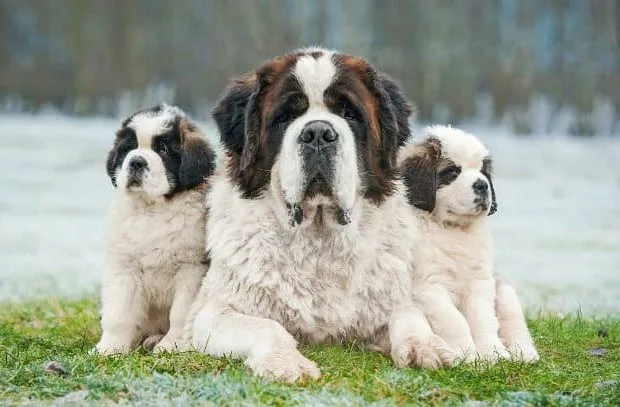 Самые лучшие породы для детей Сенбернар (1)13