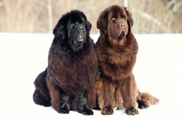 Крупная порода-Ньюфаундленд (1)10