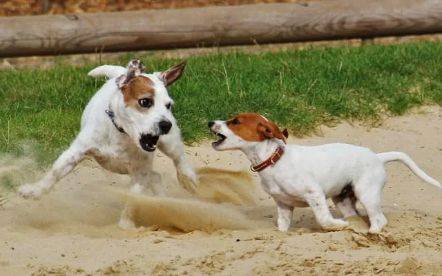 Уход и содержание джек-рассел-терьера: советы и секреты для здоровья и счастья вашего питомца8