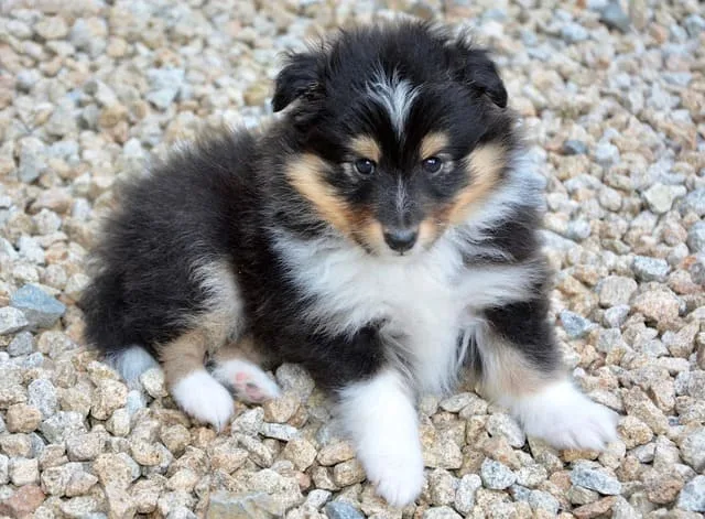 Карликовые колли: преданные друзья и идеальные пастушьи собаки5