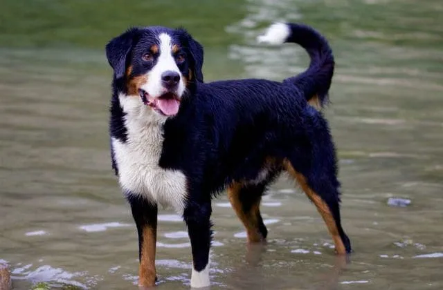 Бернский зенненхунд (20)10