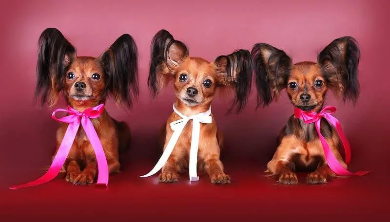 Как правильно выбрать имя для тойтерьера: советы и идеи5