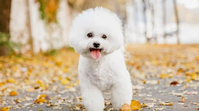 Бишон фризе: озорной питомец с привлекательной игрушечной внешностью4