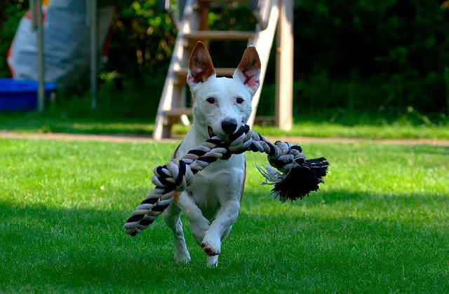 Джек-рассел-2619