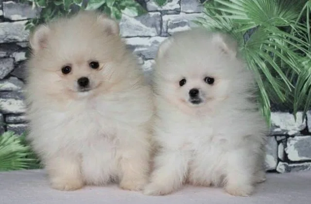 Померанский шпиц медвежьего типа (9)11