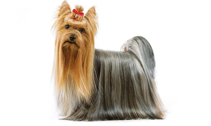 Правильное купание йорка: советы и рекомендации для ухода за шерстью1