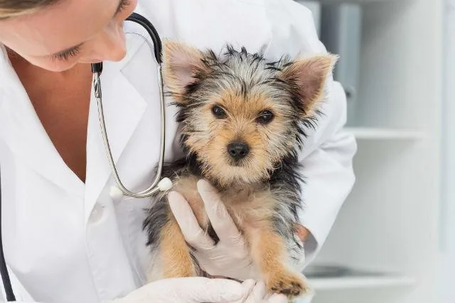 Беременность и роды йоркширского терьера: возможные проблемы и советы для владельцев4