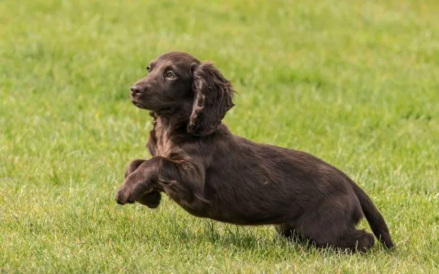 Как выбрать идеальную кличку для кокер-спаниеля: советы и идеи2