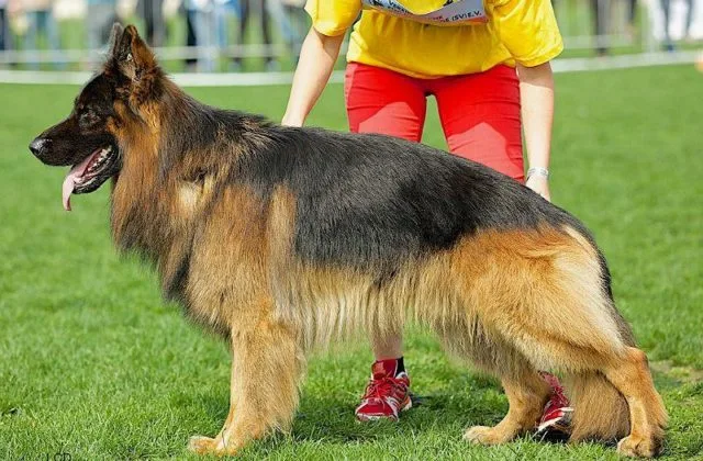 Длинношерстная немецкая овчарка (4)12