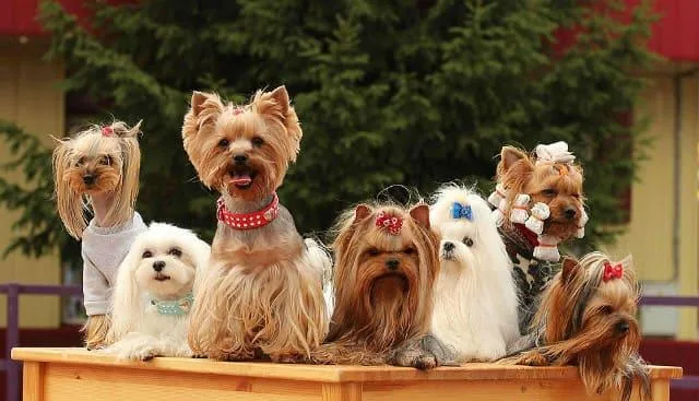 Эффективные методы дрессировки йоркширского терьера в домашних условиях4