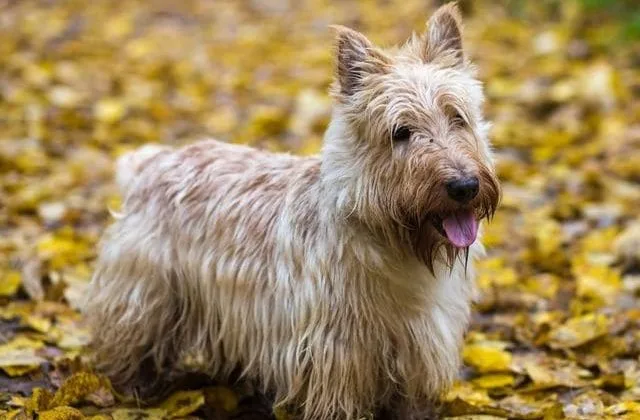 Скотч-терьер (15)7