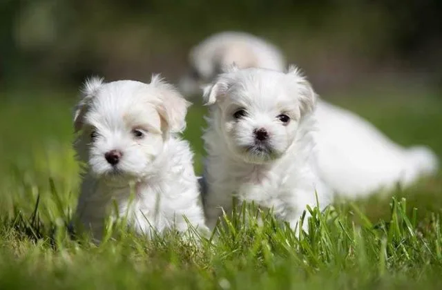 Болонка мальтийская (8)17