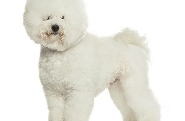 Самые лучшие породы для детей Бишон-фризе19