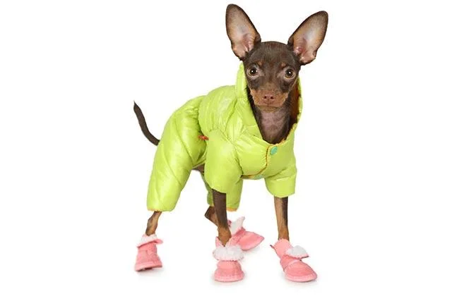 Одежда для русского той-терьера: советы по выбору и пошиву своими руками3