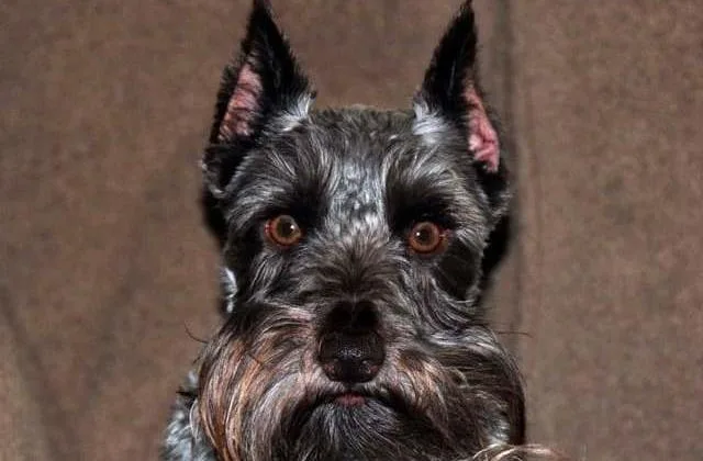 Скотч-терьер (19)17