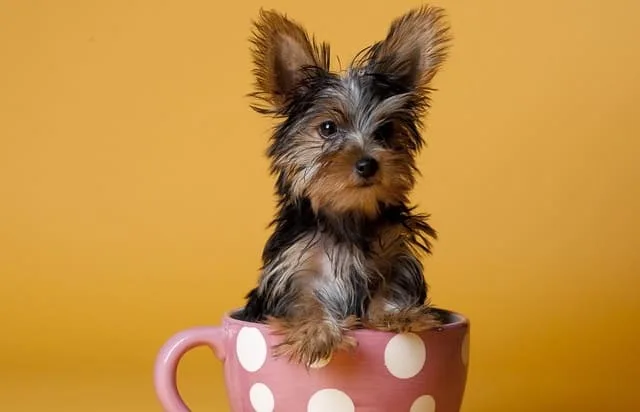 Мини-йоркширский терьер: отважный крысолов размером с мышку и его особенности ухода4