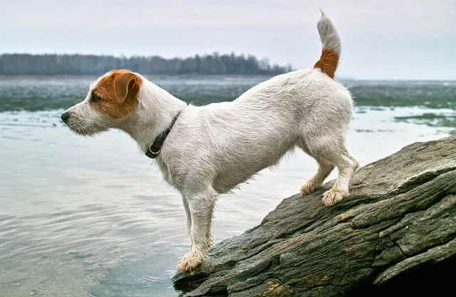 Купирование хвоста у джек-рассел-терьера: основные плюсы и минусы процедуры3
