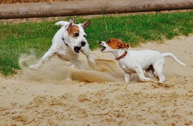 Джек-рассел-2712