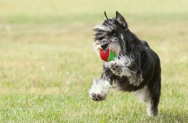 Цвергшнауцер (15)11