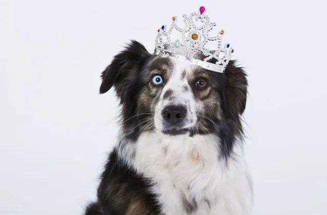 Бордер колли (32) Бордер колли (32)9