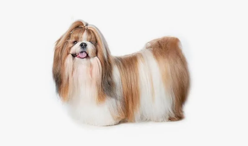 Особенности содержания и характеристика породы ши-тцу: уход, питание и поведение7