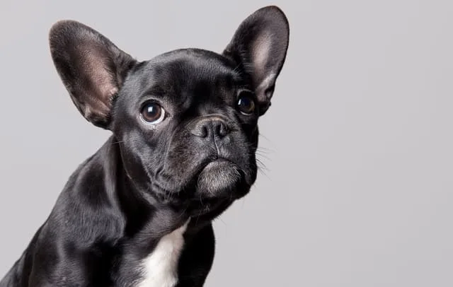 Клички для французских бульдогов: как выбрать идеальное имя для девочки и мальчика, лучшие варианты имен1