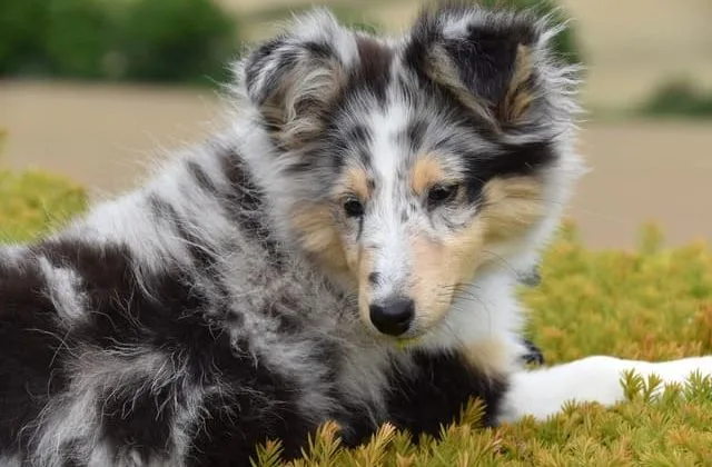 Карликовые колли (шелти) (25)27