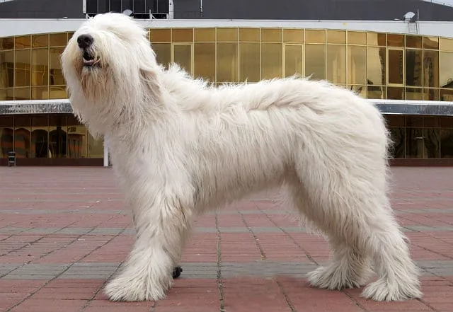 Южнорусская овчарка: полный стандарт породы, характеристики характера и советы по уходу1