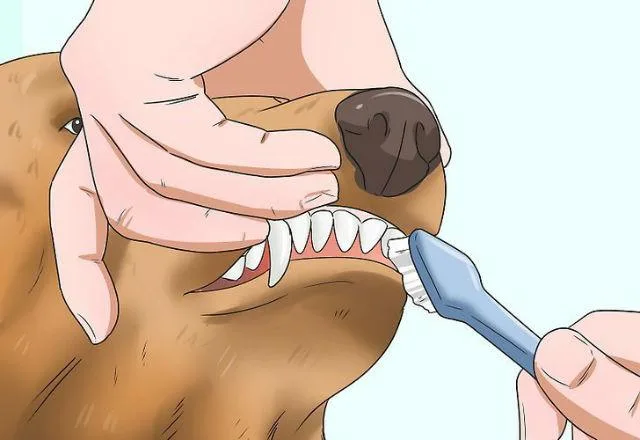 Смена зубов у щенка немецкой овчарки: советы по уходу и помощи питомцу7