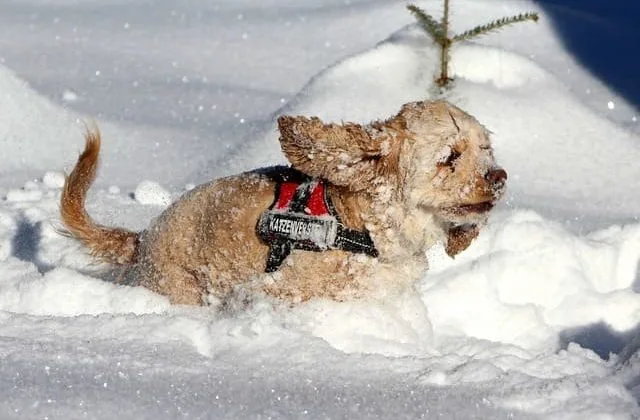 Американский кокер-спаниель (24)11