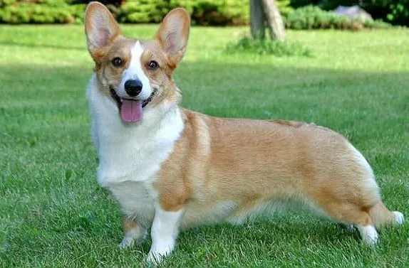 Вельш-корги-кардиган (6)10