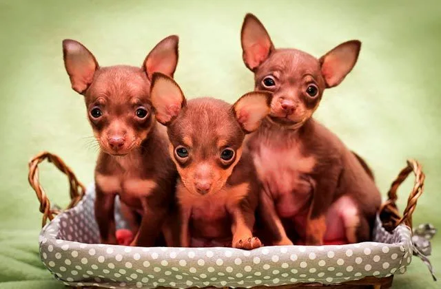 той-терьер-три-щенка12