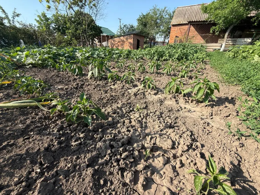 Забытые съедобные растения древней Руси: тайны питания наших предков-богатырей, которые мы считаем сорняками
