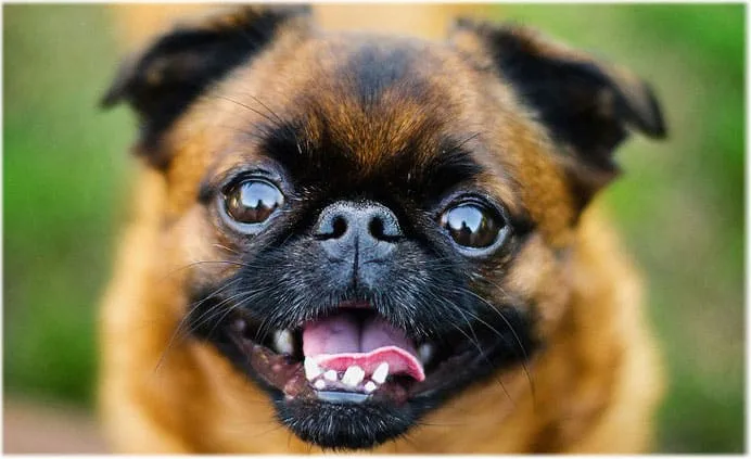 Пти-брабансон: полное описание породы, уход и советы для владельцев7