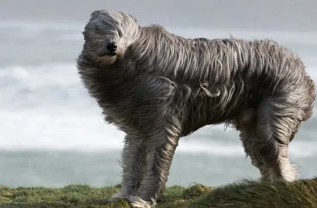 Бородатый колли (5)9