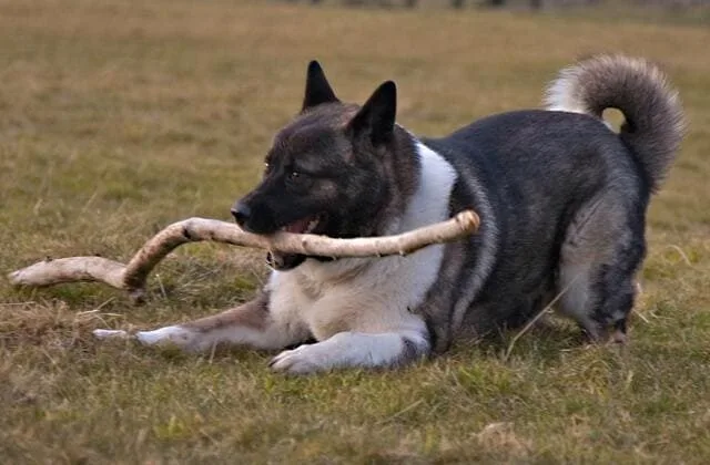 Американская акита (13)9