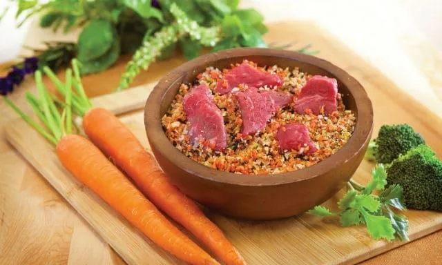 Почему у йорка рвота желтой пеной: причины, первая помощь и эффективное лечение4