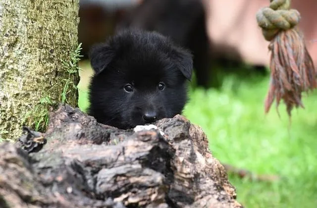 Бельгийская овчарка Грюнендаль (5)13