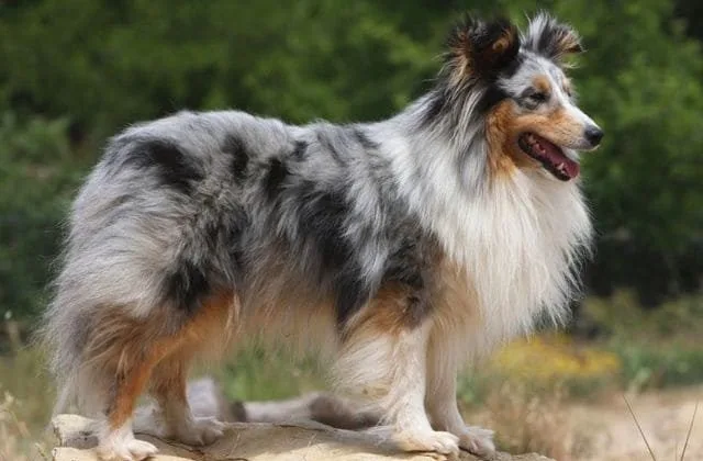 Карликовые колли (шелти) (3)14