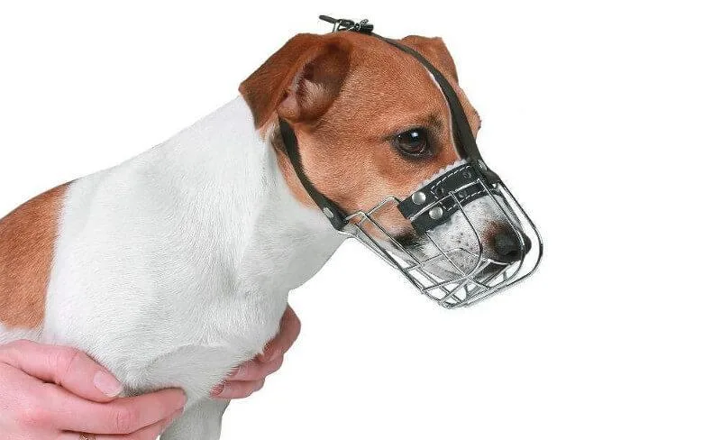 Воспитание джек-рассел-терьера: эффективные методы управления энергией вашего маленького урагана3