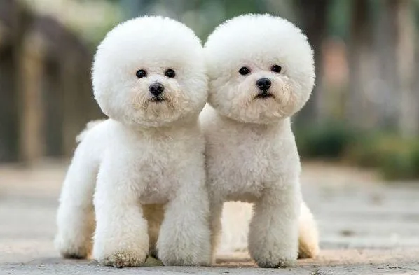 Бишон фризе-110