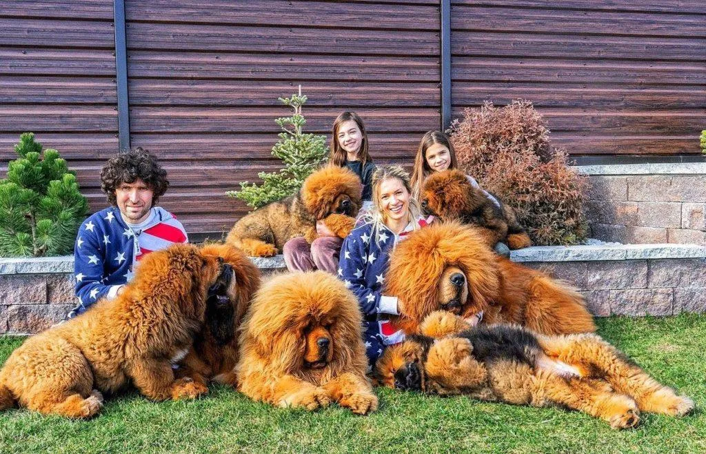 Тибетский мастиф: удивительная собака Будды и её особенности9